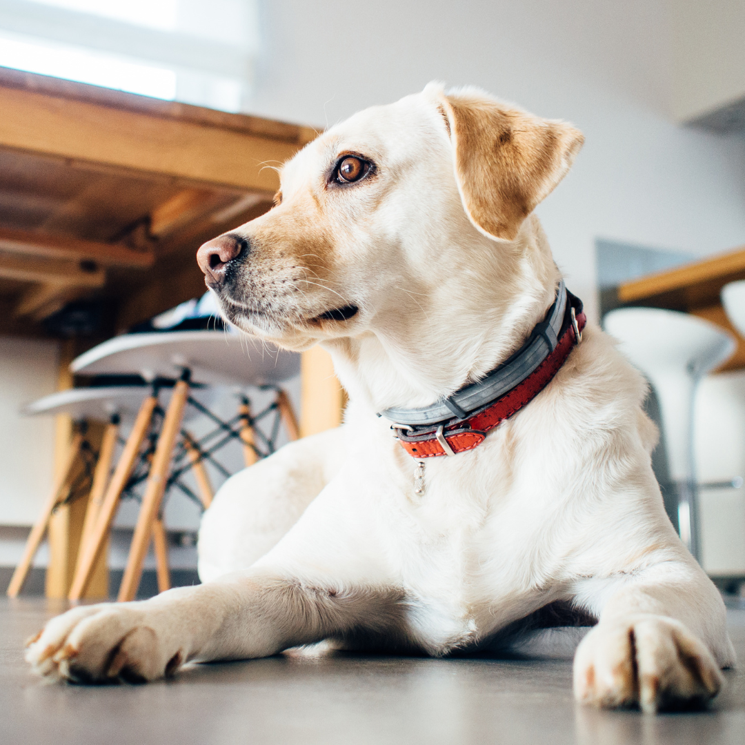 Promoting Health and Vitality with CBD Dog Treats: Going Above and Beyond the Game of Fetch