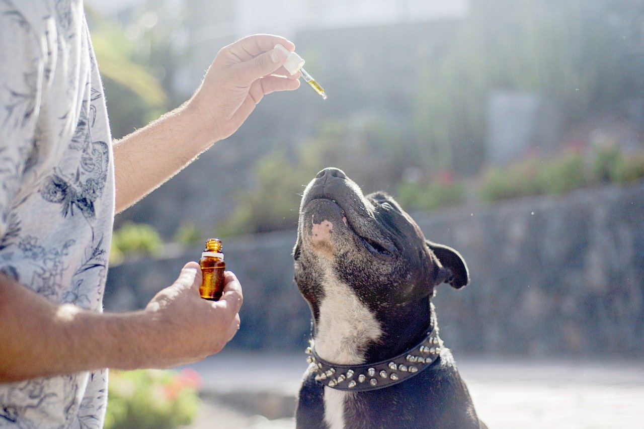 Bringing Calm to Your Dog: An Explanation of CBD Dog Treats