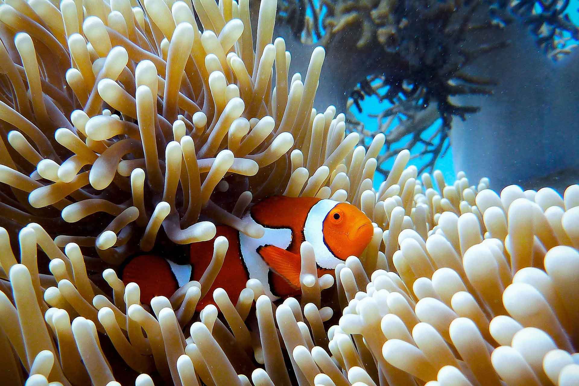 Feeding Mechanisms and Energy Cycles of Coral Polyps in Reefs